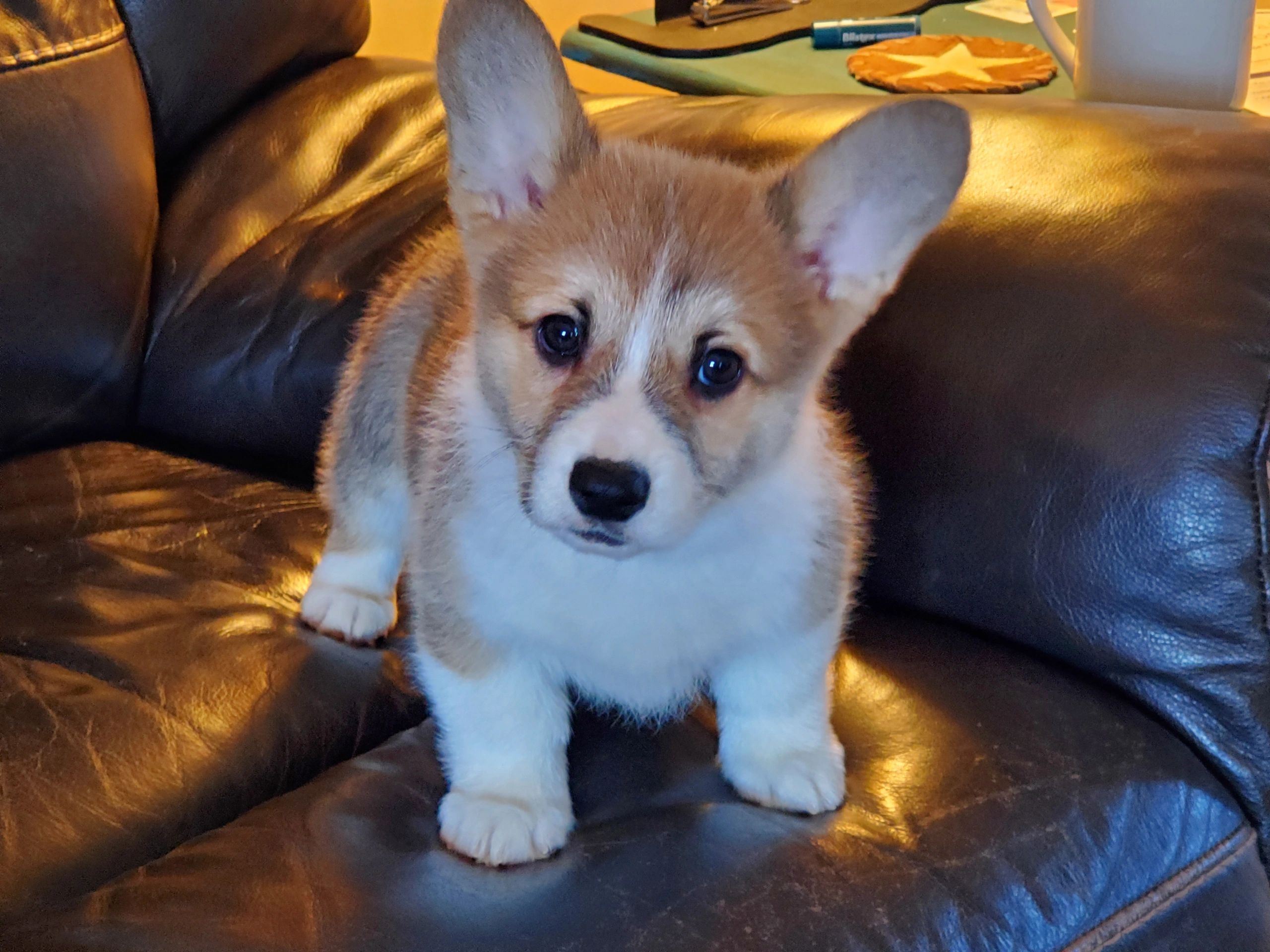 corgi breeders in texas