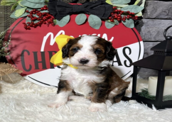 bernedoodle for adoption near me