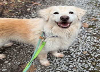 golden retriever adoption washington