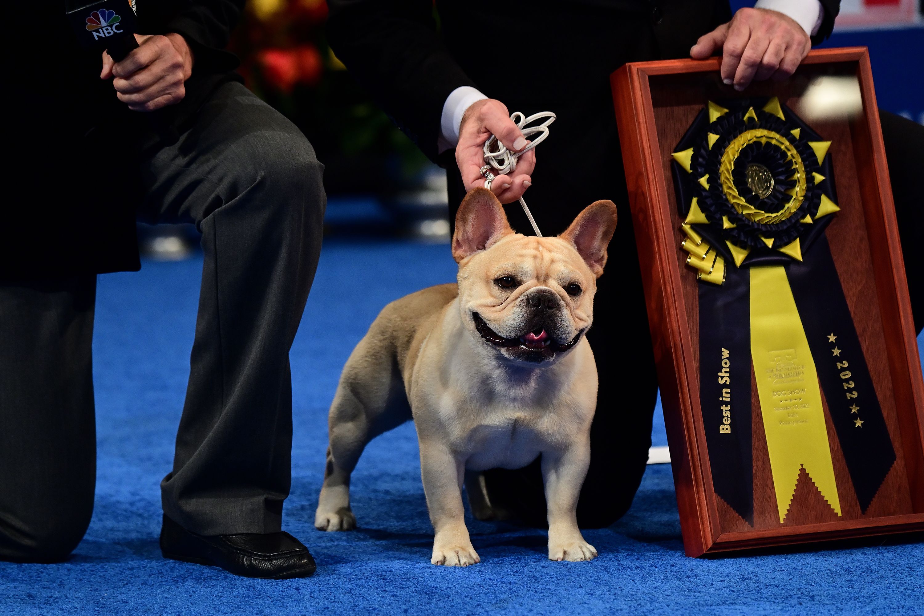 best in show french bulldog