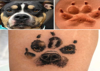 dog paw print images