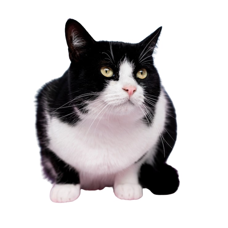 tuxedo cat png