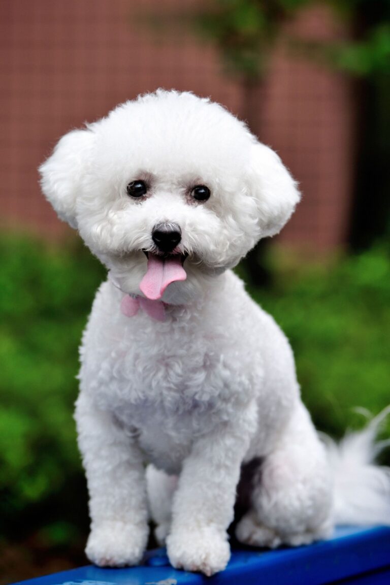 bichon frise price in india