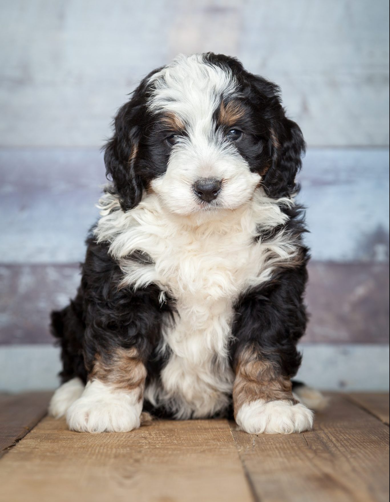 bernedoodle breeders indiana
