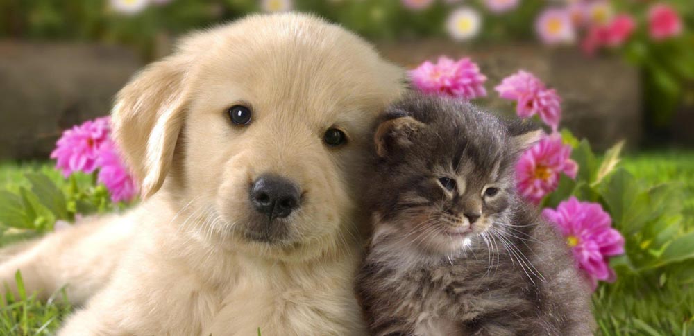 cute dog and cats