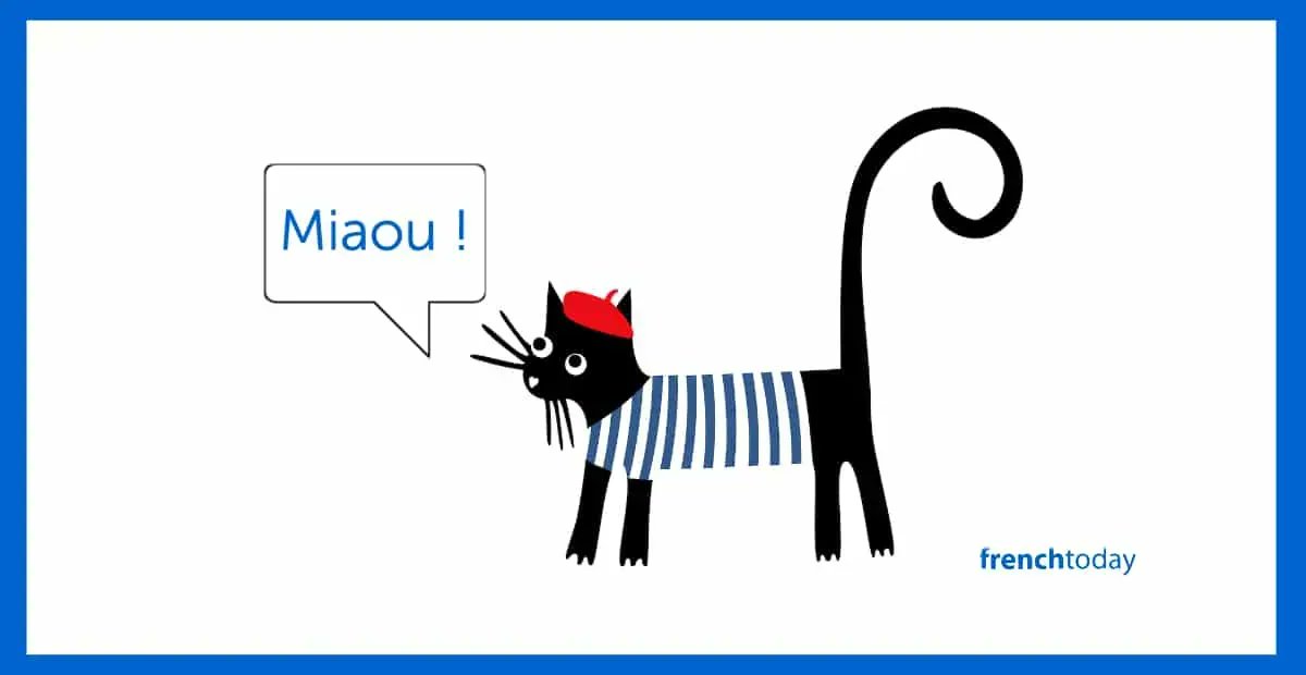 how do you say kitten in french