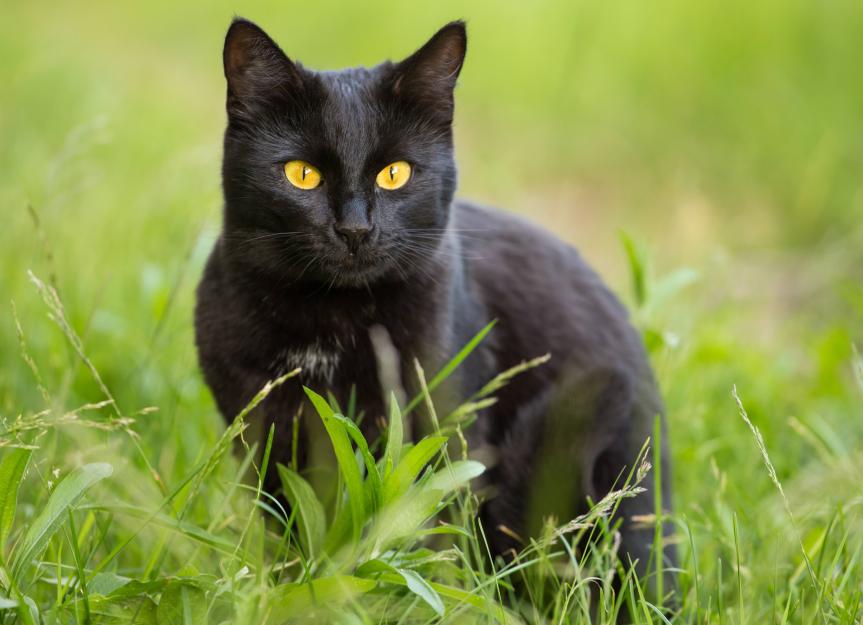 bombay cat health problems