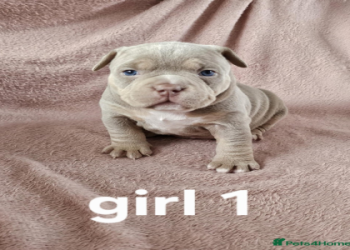 great dane pitbull mix puppy