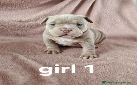 great dane pitbull mix puppy