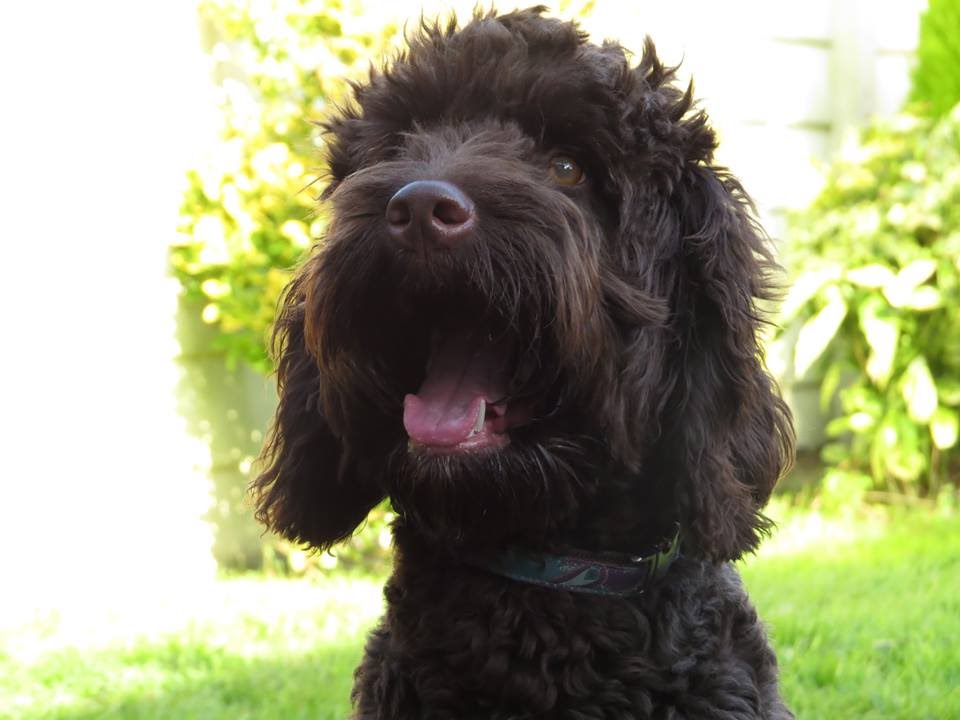 cockapoo x labradoodle