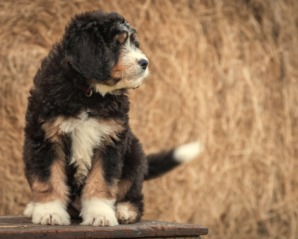 bernedoodle texas
