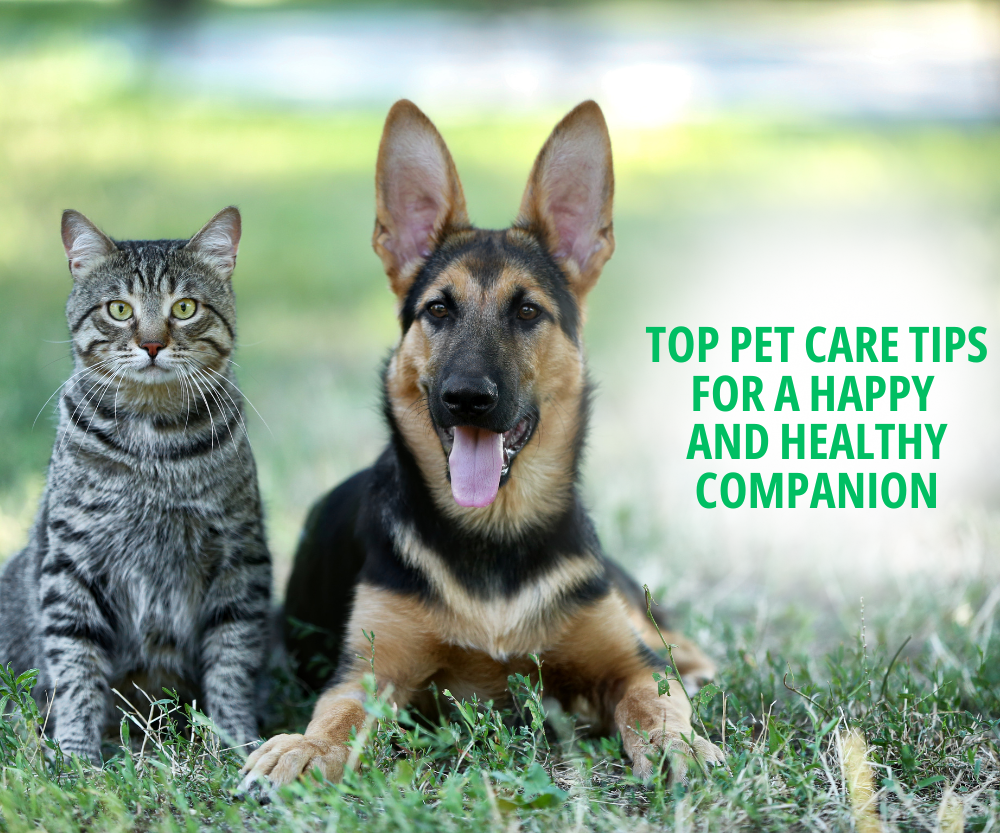 best pet care