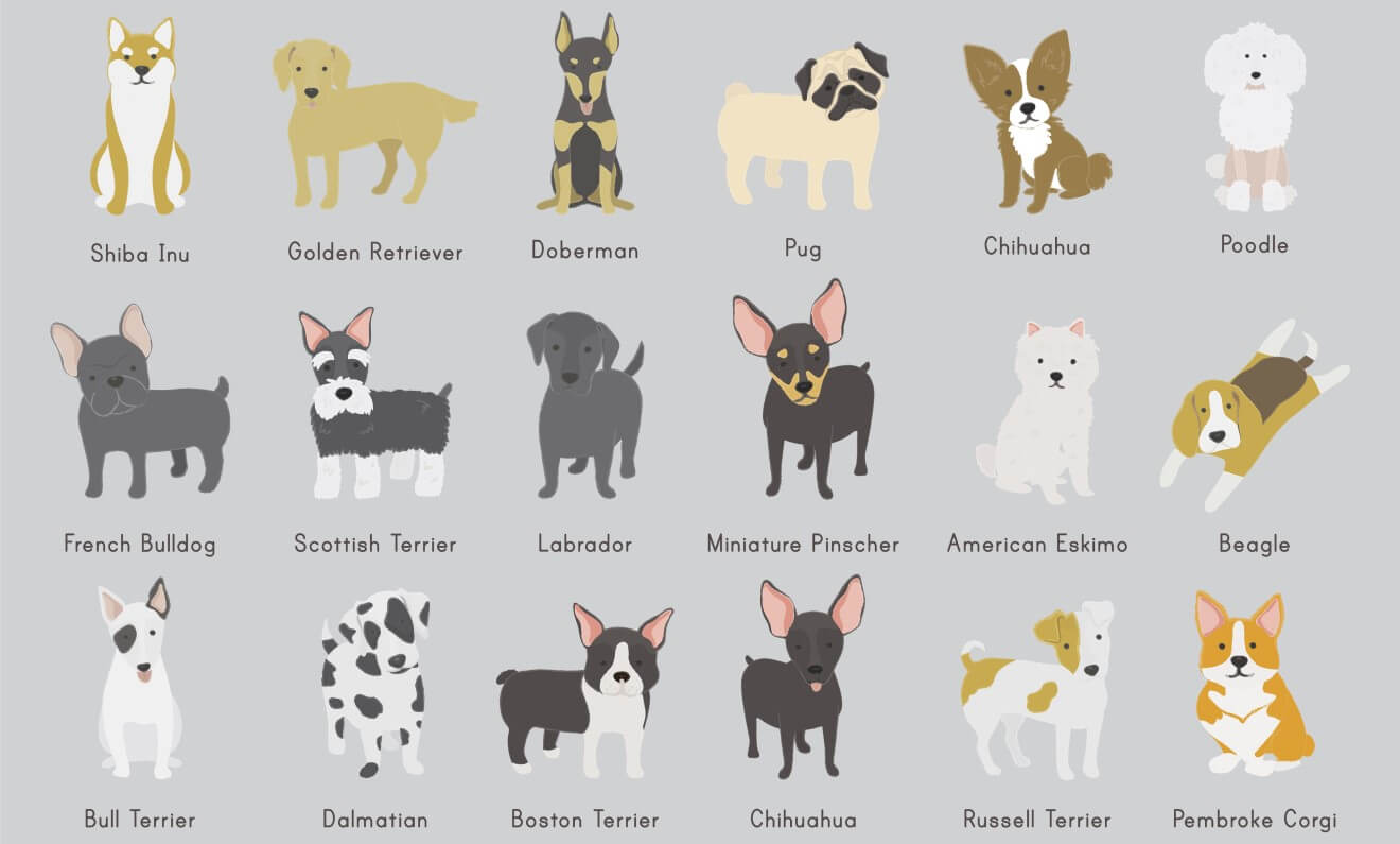 find a dog breed