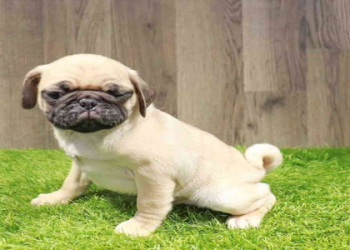 dog and puppy for sale near me