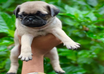 looking for a puppy near me