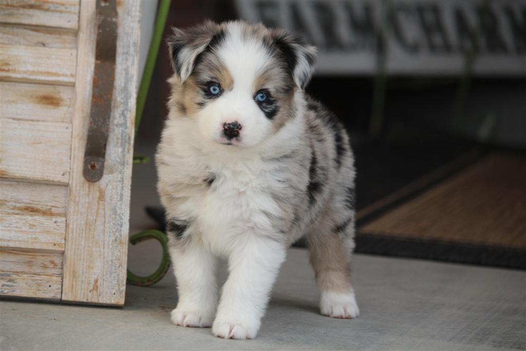 australian shepherd arizona
