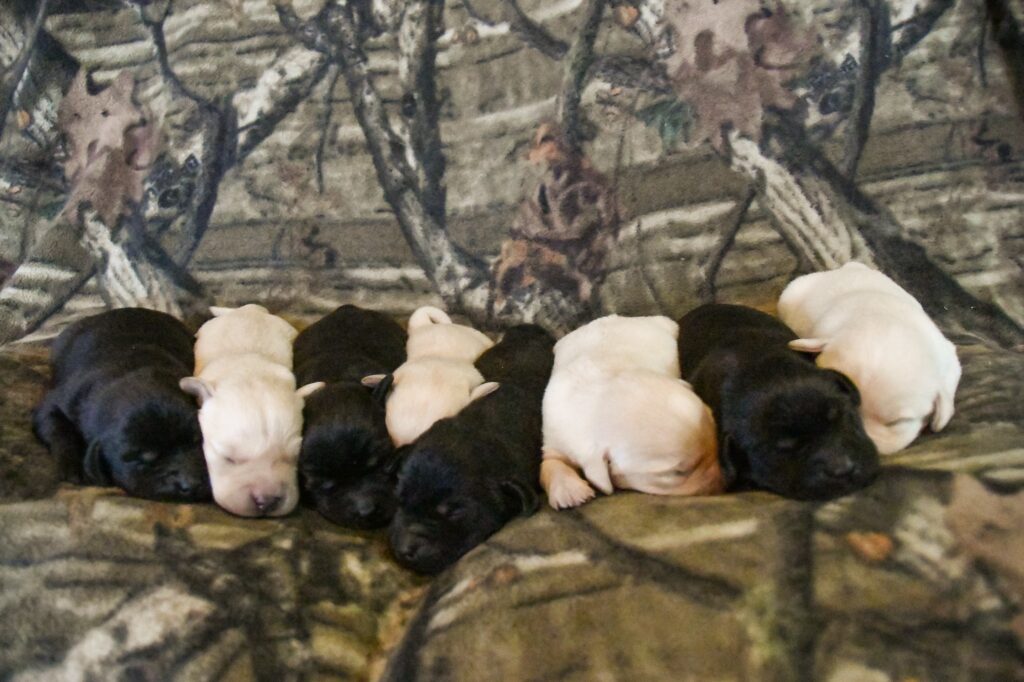 lab puppies for sale in central illinois