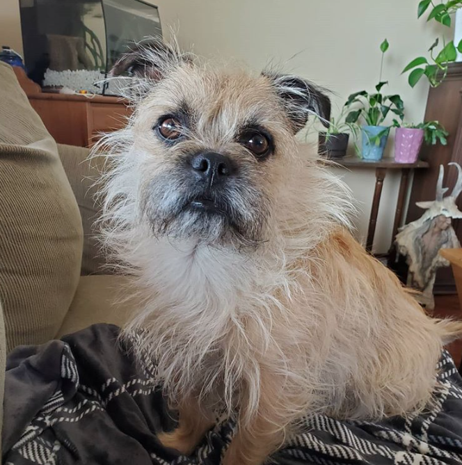 terrier and pug mix