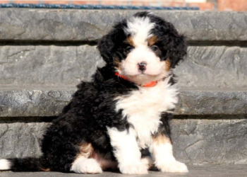 bernedoodle breeders in new england