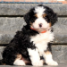 bernedoodle breeders in new england