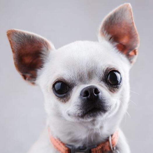 purina chihuahua