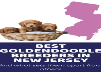 goldendoodle breeders nj
