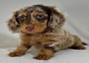 boston terrier dachshund