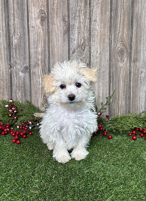 maltipoo indiana