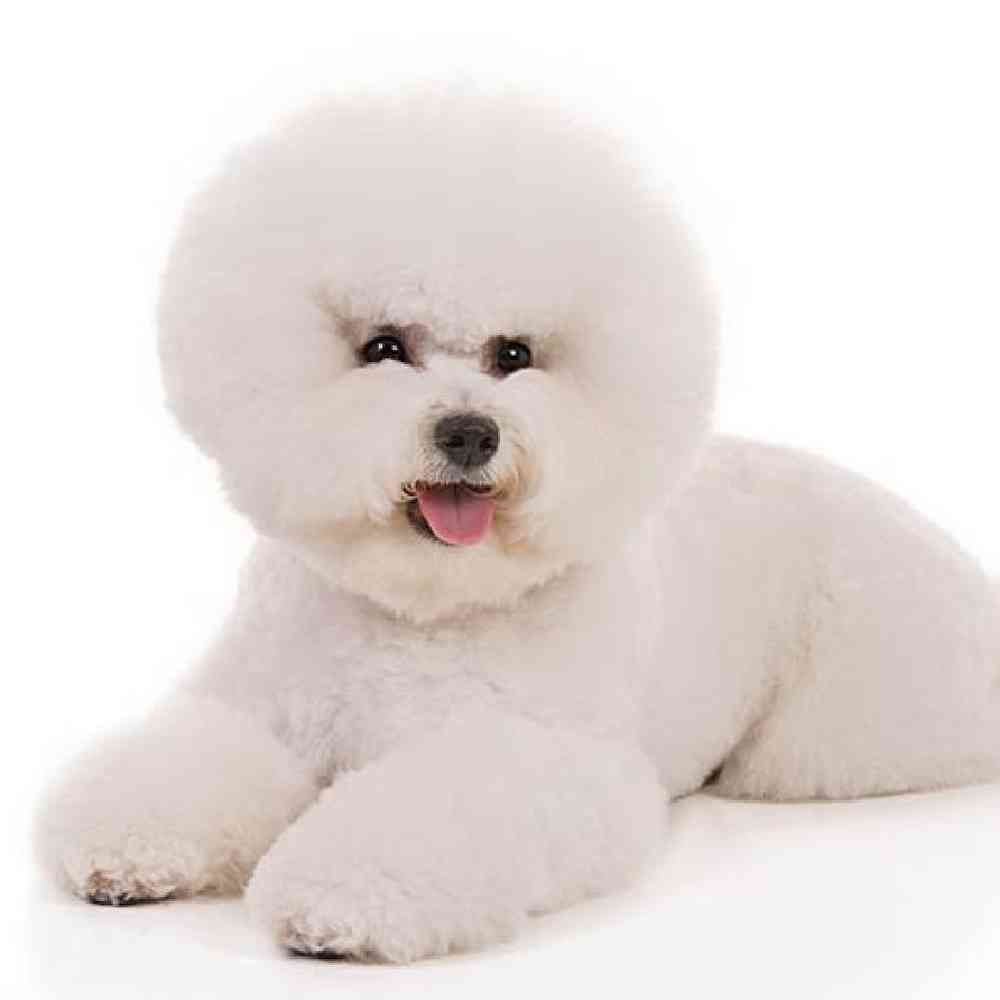 bichon for sale