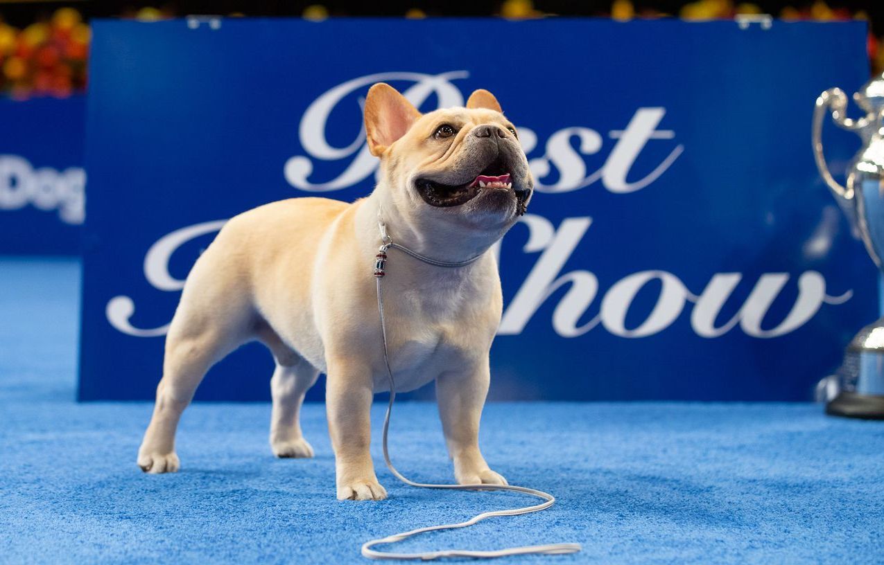 best in show french bulldog