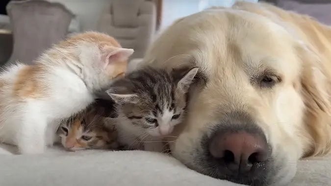 cute dog and cats