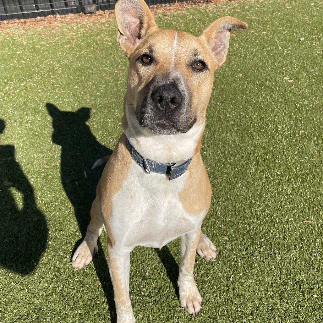 petfinder charlottesville