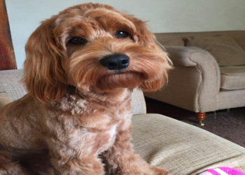 cockapoo tail styles