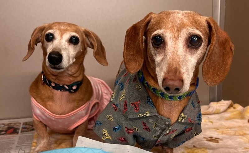 dachshund rescue virginia