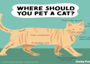 places to see cats near me