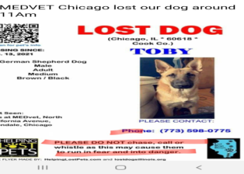 lost dogs illinois