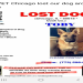 lost dogs illinois