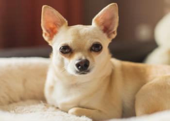 cheap dog breeders near me