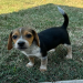 lemon beagle puppy for sale