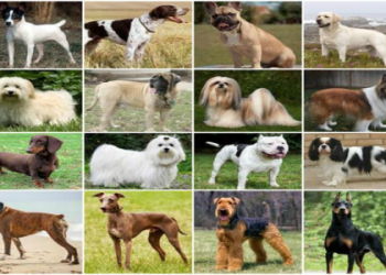 dog finder quiz