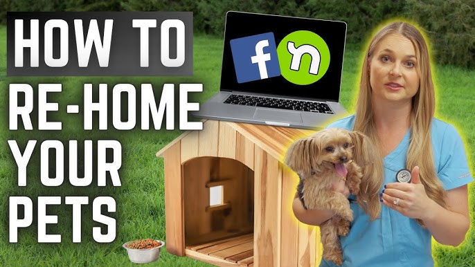 how to find a home for your dog