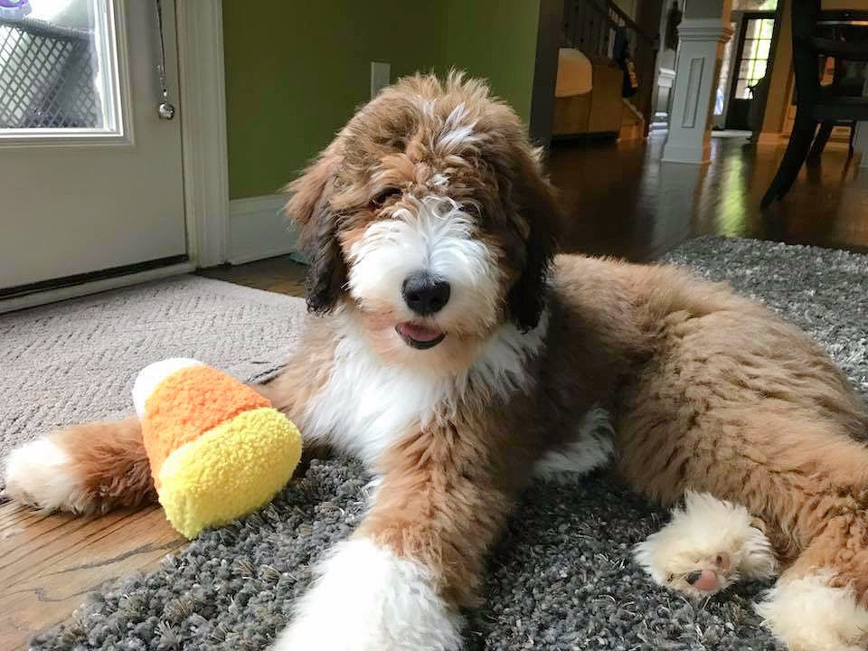 bernedoodle south carolina