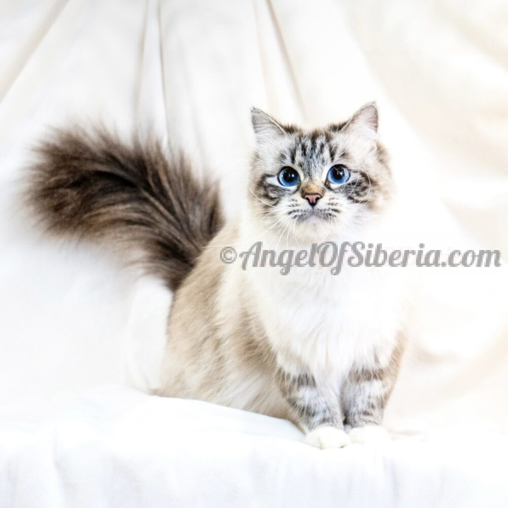 siberian cats washington