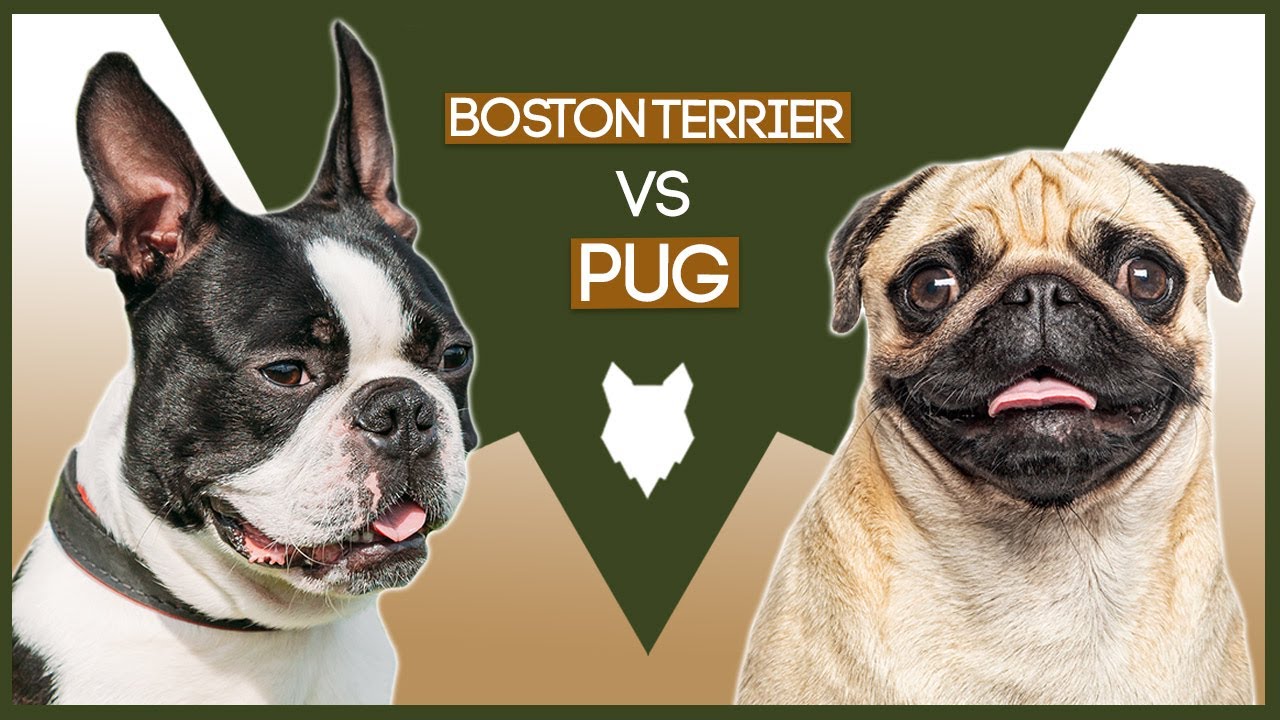 pug vs boston terrier