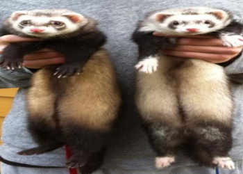 different breeds of ferrets