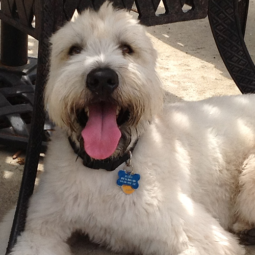 wheaten terrier puppy rescue