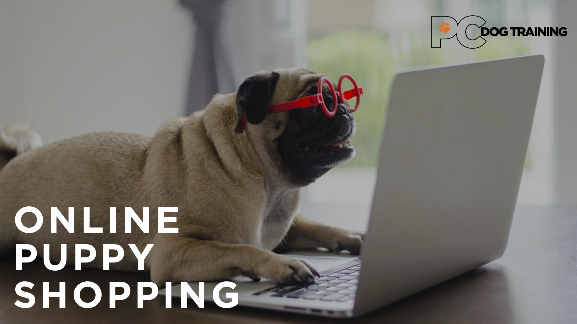 online puppy shopping