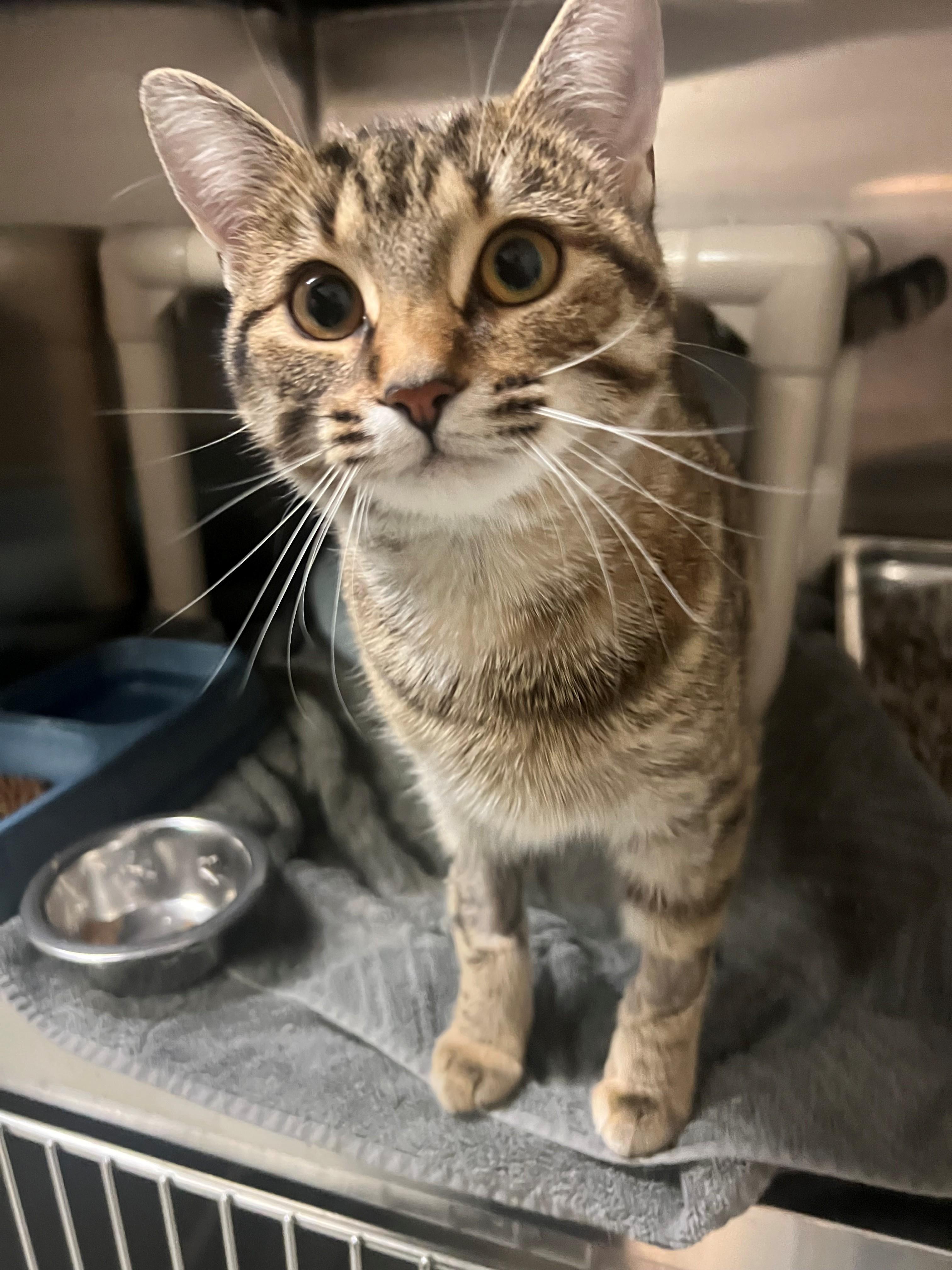 petfinder burlington