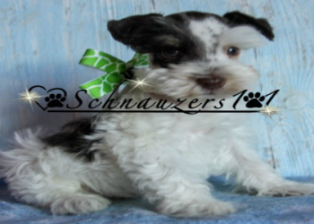 schnauzer puppies michigan