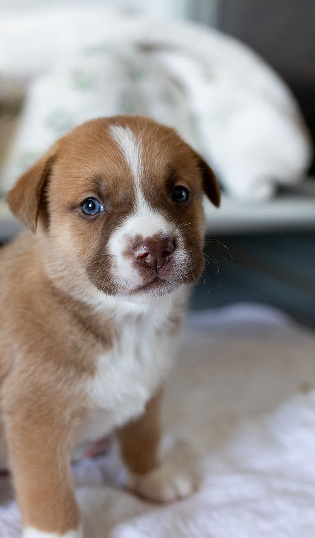 looking for a puppy near me